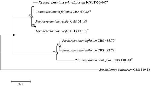 Figure 2. Neighbor-joining phylogenetic tree of KNUF-20-047T based on the TEF1α sequences indicating the relationship between Xenoacremonium minutisporum and the closest species. The tree was rooted using Stachybotrys chartarum CBS 129.13 as the outgroup. The neighbor-joining phylogenetic tree, maximum likelihood, and maximum parsimony trees indicated with filled nodes, whereas open circles showed maximum-likelihood or parsimony. The strain isolated in this study is in bold, and the bootstrap values (>50%) are based on 1000 replicates. Bar = 0.1 substitutions per nucleotide position.