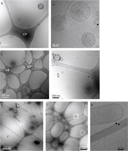 Fig. 3 Native breast milk EV are heterogeneous in size and composition. Fresh, unspiked human breast milk was subjected to top-down density gradient ultracentrifugation, after which the material from density fractions 1.12–1.18 and 1.18–1.21 g/ml was labeled with Annexin V-conjugated gold nanoparticles and analyzed by cryo-EM. (a, b, c, d) Representative and close up images of Annexin V positive and negative EV in the (a, b) 1.12–1.18 g/ml and (c, d) 1.18–1.21 g/ml density fraction. (e, f) Representative images of smooth tubular structures predominantly present in the 1.12–1.18 g/ml fraction, with (g) close up image of indicated field in (f). CF=carbon film. Data are representative of 3 independent experiments and 2 different milk donors.