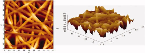 Figure 3. Two dimensional and three dimensional morphology of PCL/CHL/Que nanofiber showing bead-free and continuous nanofiber.