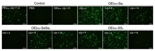 Figure 7 In vitro transfection efficiency of the complexes of pEGFP with OEI800-SeSex, OEI800-Sex, OEI800-SSx, PEI25k, and OEI800 in B16F10 cell lines at 48 hours.Note: Bar = 200 μm.Abbreviations: OEI, oligoethylenimine; PEI, polyethylenimine; pEGFP, enhanced green fluorescent protein encoding plasmid.