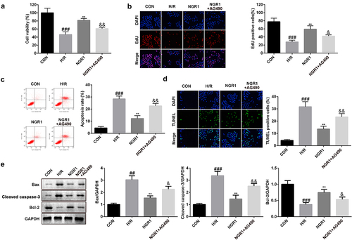 Figure 5. AG490 reversed the effects of NGR1 a CCK-8 assay was conducted to detect the cell viability. b EdU assay was performed to measure the proliferation ability of the cells. c-d The apoptosis rate of the cells was measured with Flow cytometry and TUNEL staining. e Western blot was performed to determine the protein expression of Caspase3, Bax and Bcl-2. ##P < 0.01, ###P < 0.001, VS CON group. **P < 0.01 VS H/R group. &P < 0.05, &&P < 0.01 VS NGR1 group.