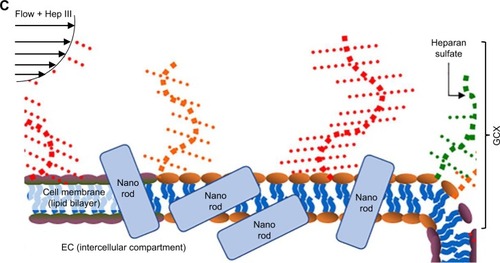 Figure 8 Conceptual model of how HUVECs interact with GNRs.Notes: (A) Flow-conditioned HUVECs exhibit robust GCX that blocks most of the cellular interaction with GNRs. (B) If HUVECs are taken out of the flow environment, the GCX is destabilized, for a limited increased in GNR uptake by HUVECs. (C) Adding to the flow stream GCX degradation enzyme (eg, HepIII to degrade HS) leads to more destabilization of the GCX and opens more avenues for GNRs to penetrate the cells, leading to greater uptake. (The GNRs and ECs are not drawn to scale.)Abbreviations: EC, endothelial cell; GNRs, gold nanorods; GCX, glycocalyx; HUVEC, human umbilical vein endothelial cell.