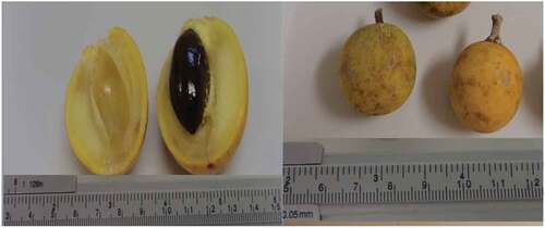 Figure 1. Caramuri fruits (Pouteria elegans (A.DC.) Baehni)