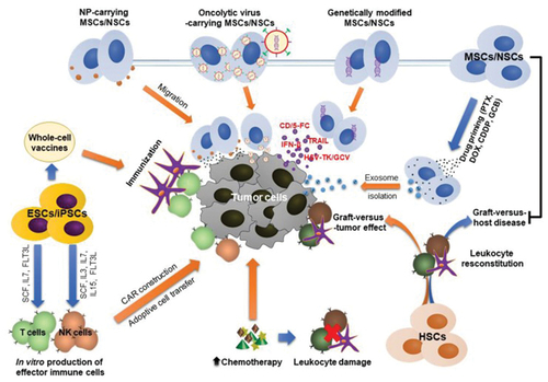 Figure 5. Possible applications of stem cell therapy in oncology; (1) Transplantation of HSC after chemotherapy and radiotherapy for the regeneration of blood marrow cells and leukocytes, (2) the use of ESCs and iPscs for the development of vaccines against cancer and (3) the use of MSCs for the transportation of genes and drugs to targeted tumour environment (Chu et al., Citation2020).