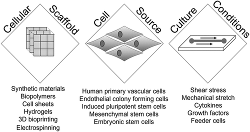 Figure 2. A summary of the three pillars of vascular tissue engineering.