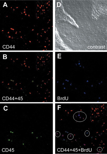 Figure 8. Characterization of the cell types recruited by collagen. Combinations of cell-surface markers are used to identify the mesenchymal stem cells (MSCs), and the CD44-positive and CD45-negative cells are considered to be the marrow-derived MSCs. Immunofluorescent detection of CD44 (A), CD45 (C), and BrdU (E). B. double staining of CD44 (red) and CD45 (green). F. triple staining of CD44 (red), CD45 (green), and BrdU (blue). Approximately half of the BrdU-positive cells are CD44-positive and CD45-negative (white circles), indicating that a considerable proportion of the recruited cells are MSCs that still retain their mitotic activities. D. phase-contrast view.