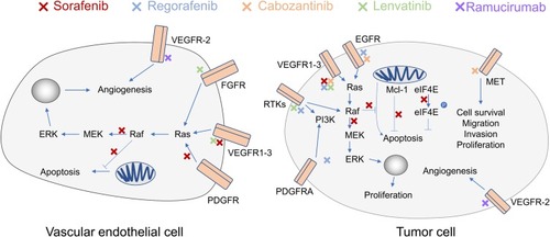 Figure 3 Pathways and molecules inhibited by sorafenib, regorafenib, cabozantinib, ramucirumab and lenvatinib. Red Xs indicate inhibition by sorafenib, blue Xs indicate inhibition by regorafenib, yellow Xs indicate inhibition by cabozantinib, green Xs indicate inhibition by lenvatinib, and purple Xs indicate inhibition by ramucirumab.