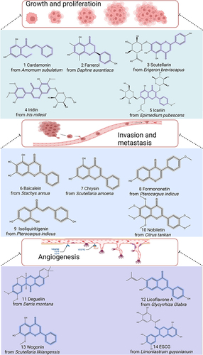 Figure 2 Chemical structures of representative flavonoids that prevent GC by modulating tumor growth, proliferation, invasion, metastasis, and angiogenesis. Created by Biorender.com.