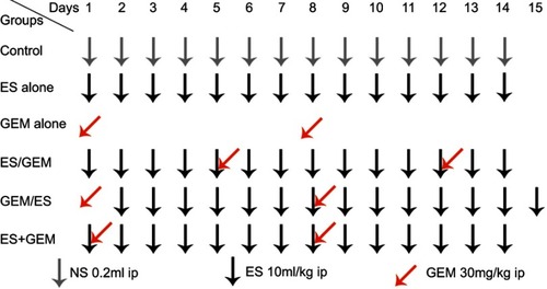 Figure 1 Treatment schedule.Abbreviations: Ip, intraperitoneal; ES, endostar; GEM, gemcitabine.