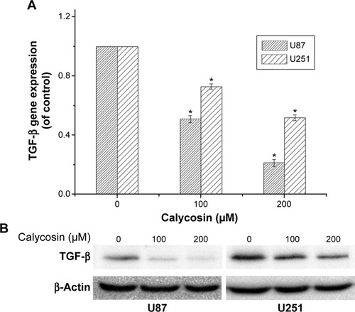 Figure 4 Effects of calycosin on transforming growth factor beta (TGF-β) expression in glioblastoma cells.