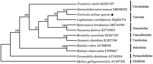 Figure 1. The NJ phylogenetic tree for T. nelliae spurius and other species using 13 protein-coding genes.