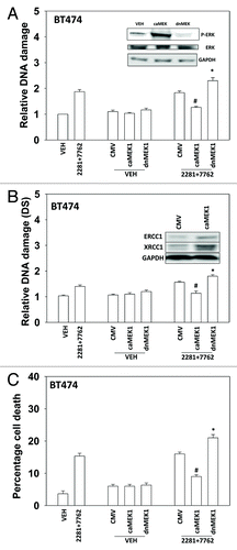 Figure 6. MER-ERK signaling regulates the DNA damage response following PARP1 and CHK1 inhibitor treatment. (A) BT474 cells were infected with empty vector adenovirus (CMV) or viruses to express dominant negative MEK1 (dnMEK1) or activated MEK1 (caMEK1). Twenty four h after infection cells were treated with AZD2281 (1 μM) and AZD7762 (25 nM) in combination for 24h. Cells were isolated and subjected to alkaline comet assay. The length of the tail being scored 1–5 (n = 3 ± SEM). * p < 0.05 value greater than corresponding vehicle control; # p < 0.05 value less than corresponding vehicle control. Inset blot: the levels of ERK1/2 phosphorylation in cells expressing caMEK1 and dnMEK1. (B) BT474 cells were infected with empty vector adenovirus (CMV) or viruses to express dominant negative MEK1 (dnMEK1) or activated MEK1 (caMEK1). Twenty four h after infection cells were treated with AZD2281 (1 μM) and AZD7762 (25 nM) in combination for 24h. Cells were isolated and subjected to neutral comet assay. The length of the tail being scored 1–5 (n = 3 ± SEM). * p < 0.05 value greater than corresponding vehicle control; # p < 0.05 value less than corresponding vehicle control. Inset blot: the levels of ERCC1 and XRCC1 in cells expressing caMEK1. (C) BT474 cells were infected with empty vector adenovirus (CMV) or viruses to express dominant negative MEK1 (dnMEK1) or activated MEK1 (caMEK1). Twenty four h after infection cells were treated with AZD2281 (1 μM) and AZD7762 (25 nM) in combination. Cells were isolated 24h after exposure, and viability was determined using trypan blue exclusion. (n = 3 ± SEM). * p < 0.05 value greater than corresponding vehicle control; # p < 0.05 value less than corresponding vehicle control.