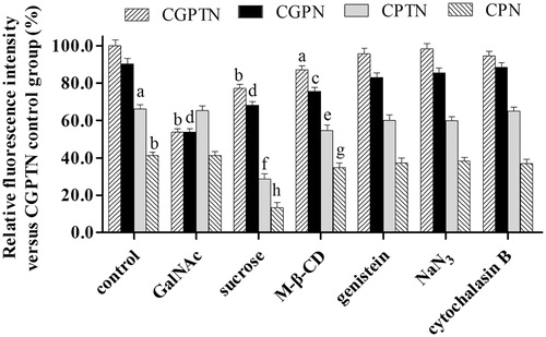 Figure 4. Effects of inhibitors on relative fluorescence intensity of CGPTN, CGPN, CPTN, CPN groups in HepG2 cells (n = 6, mean ± SD. (a) p < .05, (b) p < .01 versus corresponding CGPTN control group; (c) p < .05, (d) p < .01 versus corresponding CGPN control group; (e) p < .05, (f) p < .01 versus corresponding CPTN control group; (g) p < .05, (h) p < .01 versus corresponding CPN control group).