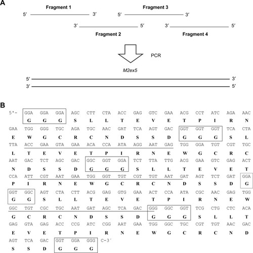 Figure 1 Synthesis of five copies of M2e coding region with PCR.Notes: (A) Primer-overlapping PCR for generating the coding sequence of five copies of M2e. The overlapping of fragments 1, 2, 3, and 4 eventually gives rise to a full-length M2ex5 through multiple cycles of PCR reaction. (B) Nucleotide and amino acid sequences of the M2ex5 coding region and polypeptide, respectively. Three glycine residues (boxed) were added in between each M2e gene, and also at both terminal ends of the M2ex5 gene as linkers. Underlined nucleotide sequences indicate overlapping region of primers used for gene synthesis. The nucleotide sequence was modified to have different sequences encoding for the same amino acids.Abbreviations: PCR, polymerase chain reaction; M2ex5, nucleotide sequence encoding five copies of matrix 2 ectodomain of influenza A virus; M2e, influenza A matrix 2 ectodomain.