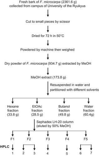 Figure 1.  Separation scheme of bioactive compounds from F. microcarpa.