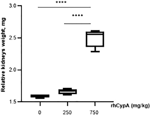 Figure 5. Relative kidney weights of male mice after single IP rhCypA administration. Male mice were IP-injected with 250–750 mg rhCypA/kg. On Days 3–4, relative kidney weights in males that had survived the 250 mg/kg injection or had died from the single 750 mg/kg dose were measured. Data shown are means ± SD (n = 3–5). ****p < 0.0001 (one-way ANOVA, followed by Tukey’s multiple comparisons).