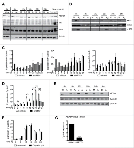 Figure 2. Cyclin E protein levels are reduced upon ARTD1 depletion. A-B) Western blot analysis of p53 (A) and γH2AX (B) after cell cycle re-initiation of synchronized siMock (M) or siARTD1 (A1) treated T24 cells at different time points. As positive control (T24*/U2OS), cells treated with etoposide (10 µM, 16 h) were used. C) qPCR analysis of cyclin A, B and D1 in siMock and siARTD1-treated cells. (n = 2) D) qPCR analysis of cyclin E in siMock and siARTD-treated T24 cells (n = 4, t-test). E) Western blot analysis of cyclin E levels in siMock and siARTD1 treated cells. F) qPCR analysis of cyclin E expression in cells treated with the PARP inhibitor olaparib 1 μM (n = 2). (G) qPCR analysis of asynchronous siMock- and siARTD1-treated T24 cells.