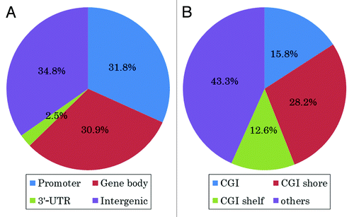 Figure 3. Percentages of 1,338 CpG sites at which plasma total homocysteine and DNA methylation were significantly correlated. (A) Of the 1,338 CpG sites, 425 (31.8%) were located in promoter regions, 414 (30.9%) were located in gene bodies and 34 (2.5%) were located in 3′−UTRs. (B) Of the 1,338 CpG sites, 212 (15.8%) were located in CGIs, 377 (28.2%) were located in CGI shores and 169 (12.6%) were located in CGI shelves.