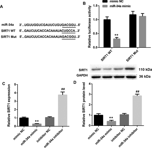 Figure 4. MiR-34a interacts with the 3'UTR of SIRT1 and suppresses SIRT1 expression