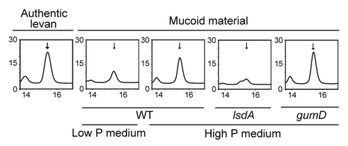 Figure 3. HPLC analysis of mucous materials. Authentic levan and mucous material collected from colonies of WT, gumD, and lsdA cells grown for 1 wk at 30 °C on the indicated solid media were hydrolyzed and analyzed. The vertical axis of the chromatograph shows the relative peak level. The retention time (min) is shown on the horizontal axis. Arrows show the levan peak (15.3 min).