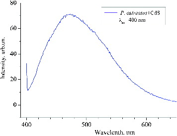 Figure 4. Photoluminescence of CdS quantum dots.Note: 400 nm excitation; clear luminescent band corresponding to 472 nm.