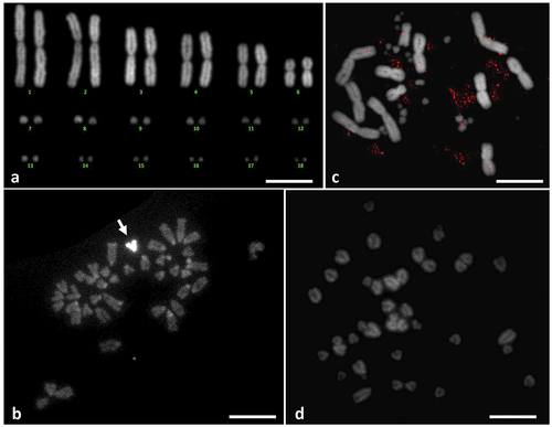 Figure 4. C‐banded chromosomes stained with DAPI of Trogonophis wiegmanni (a) and Gallotia galloti (b). FISH with IMO-TaqI probe onto metaphases of T. wiegmanni (c) and G. galloti (d, white arrow indicates W sex-chromosome). Scale bars = 10 μm.