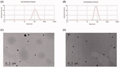 Figure 1. (A) Size distribution of magnolol-loaded mixed micelles(MMs); (B) size distribution of magnolol nanosuspensions(MNs); (C) TEM micrographs and image of MMs, scale bar = 0.5 μm; (D) TEM micrographs and image of MNs, scale bar = 0.5 μm.