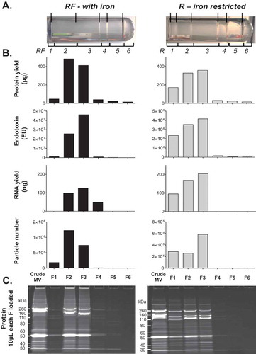 Figure 2. Full molecular characterisation of density gradient fractions for one representative preparation of UPEC 536 MVs (UPEC III). One crude MV preparation from UPEC grown with (RF) and without (R) iron supplementation was further characterised. (a) Density gradient banding in the tubes have individual fractions bracketed and are labelled from low to high density with visible bands marked with lines. (b) Protein (µg/fraction), endotoxin (EU/fraction), RNA (ng/fraction), and particle counts (Millions/fraction) are graphed for each fraction. (c) PAGE profile of MV proteins with 10 µL of each fraction loaded and stained with SYPRO Ruby.