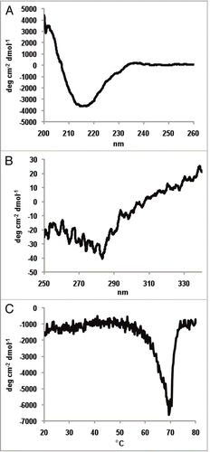 Figure 5 Far-UV CD spectrum (A), near-UV CD spectrum (B) and the thermal transition spectrum (C) of a catumaxomab sample. All spectra were recorded in a Jasco 715 CD-spectropolarimeter at 20°C. The spectra are average values of 15 accumulated measurements. The Y-axis represents the mean residual weight ellipticity in degree x cm-2 x dmol-1. (A) The path length of the cuvette was 0.1 cm for the far-UV spectra and 0.5 cm for near-UV spectra. (B) Near-UV spectra were measured with a protein concentration of 0.6 mg/ml from 250–340 nm, far-UV spectra with a concentration of 0.3 mg/ml between 190–260 nm. (A and B) Near- and far-UV spectra were measured exclusively in PBS buffer. The secondary structure content was calculated for the far-UV-spectra using CDNN.Citation45 (C) Thermal transitions were recorded in a Jasco 715 CD-spectropolarimeter at 220 nm. The path length of the cuvette was 0.1 cm. The experiments were performed with a constant heating rate of 15°C/h from 20°C to 80°C with a protein concentration of 0.2 mg/ml.