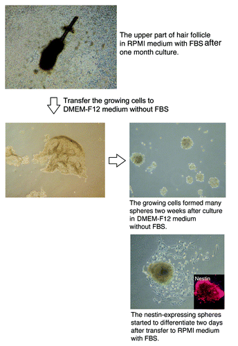 Figure 5. The upper part of the hair follicle was cultured in RPMI medium with FBS and produced numerous ND-GFP-expressing spheres (see Materials and Methods for details).