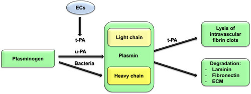 Figure 1 Use of plasminogen by bacteria for the production of plasmin, serine protease by bacterial SK or by host plasminogen activators eg u-PA and t-PA, which is released from ECs. The formed plasmin participates in the degradation of fibrin clot as well as laminin, fibronectin and type IV collagen and other components of ECM, which leads to the spread of bacteria through tissue barriers.Abbreviations: SK, streptokinase; u-PA, urokinase plasminogen activator; t-PA, tissue plasminogen activator; ECs, endothelial cells; ECM, extracellular matrix.