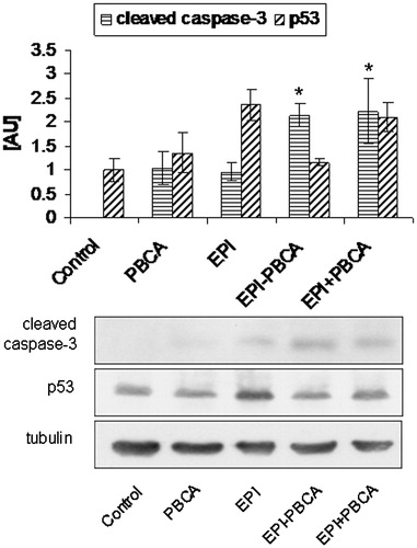 Figure 6. Western blot analysis of cervical tumor cells treated with epirubicin formulations. Graph shows results from densitometric analysis of Western blots probed for activated caspase-3 and p53. Tubulin was used as internal control for loading. Representative blots are shown. *p < 0.5.