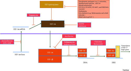 Figure 2. Mechanisms of activators and inhibitors of HIF.