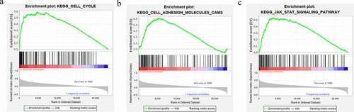 Figure 6. Gene set enrichment analysis (GSEA) of HOXA4 data obtained from the CGGA RNA-seq, CGGA microarray, and TCGA RNA-seq databases. The shared signaling pathways among the three datasets in glioma patients were the (a) Cell cycle, (b) Cell adhesion molecules cams, and (c) Jak stat signaling pathway.