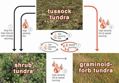 Figure 6. Post-fire successional trajectories in Alaska arctic tundra. Arrows 1–4 depict trajectories among vegetation types and arrows 5–7 depict fire regimes that maintain existing vegetation. Colors represent observed (black), hypothesized (gray), and novel (orange) pathways. The trajectories among vegetation types include (1) tussock tundra to shrub tundra with a long fire-free interval and climate warming through a shift in dominance of existing shrubs and subsequent shading, accumulation of deciduous leaf litter, and loss of the understory (Epstein et al. Citation2004); (2) tussock tundra to shrub tundra after high-severity fire through combustion of vegetation and soil organic layers, thereby exposing mineral soil and facilitating shrub recruitment (e.g., Landhausser and Wein Citation1993; Racine et al. Citation2004; Jones et al. Citation2013); and (3), (4) tussock tundra (this study) and shrub tundra to a novel graminoid–forb tundra after high severity fire and repeat burning. (5), (6) Fire regimes that maintain existing vegetation include low-severity fire maintains tussock tundra (e.g., Bret-Harte et al. Citation2013; this study) and shrub tundra and their vegetation and ecosystem properties (7) and a short fire return interval (this study) maintains graminoid–forb tundra with its distinct vegetation and ecosystem properties.