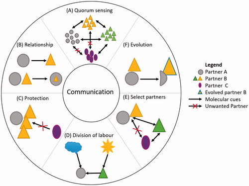 Figure 1. Communication within microbial communities. Metabolite exchanges (arrows) facilitate various modes in which microorganisms (geometrical shapes) exhibit intra- or inter-species interactions. Communication is used for (A) quorum sensing and defining the abundance of each species and (B) type of symbiosis and roles played by partners, such as in (C) protection and (D) nutrient acquisition and division of labor. Further to this, as the community evolves, so does the communication, with the effect of causing changes to the microbial communities that are part of it, for example, by recruiting new partners (E) or by evolving existing members (F).