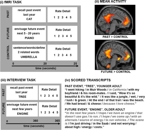 Figure 1. Example trials from the fMRI paradigm used by Addis, Wong et al. (Citation2007) are shown in (i). Participants had 20 seconds to recall or imagine an event falling within the specified time period in response to the cue word, or to complete a semantic control task (generating two words related to the cue word, putting all three into a sentence and defining the words), before rating the amount of detail generated. The past and future conditions engaged the default mode network relative to the control task (ii). Example trials from the adapted autobiographical interview used by Addis et al. (Citation2008) are shown in (iii). The tasks were the same as in (i) but participants had 3 minutes to describe the event aloud. Transcripts were then scored according to Levine et al.’s (Citation2002) protocol (iv), where details are parsed (forward slashes) and classified as episodic (black) or non-episodic (grey italics). Panel (ii) is adapted from Addis, Wong et al. (Citation2007) with permission.