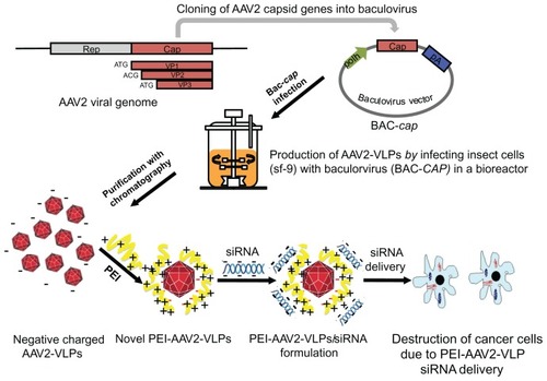 Figure 1 Schematics of novel AAV2-VLPs siRNA delivery design strategy and their use in cancer therapy AAV2 cap gene was previously constructed into baculovirus vector (denoted as BAC-cap) under polyhedrin (polh) promoters for high amplification. The AAV2-VLPs were produced in bioreactor by infection of insect cells with BAC-cap. The generated crude AAV2-VLPs were purified by chromatography. For siRNA delivery, cationic polymer polyethylene imine (PEI) were applied to coat negative charged AAV-VLPs by electrostatic interactions. Delivery of cell death siRNA in breast cancer cells led to destruction of cancer cells.