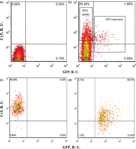 Figure 2. Representative flow cytometry density plots showing the three populations of DU145 cells after incubation for 8 h after US exposure. (a) non-sonicated control sample before sorting; (b) sonicated sample before sorting; (c) cells with DNA uptake but no GFP expression (“uptake cells”) after sorting and (d) cells with GFP expression (“transfected cells”) after sorting. Both axes have relative units. The x-axis shows GFP fluorescence, which is a measure of gene transfection. The y axis shows Cy5-labeled DNA fluorescence, which is a measure of DNA uptake.