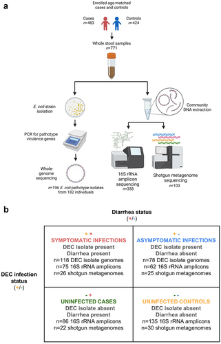 Figure 1. Summary of study design (a) and sample groups (b). All participant stool samples were PCR-screened for DEC pathotype genes and positive isolates were whole-genome sequenced. A random subset of age and sex-matched participant stool samples were selected for 16S rRNA gene amplicon gut microbiome sequencing, and a further subset were selected for shotgun metagenome sequencing so that there would be an approximately equal number of shotgun metagenomes for diarrheal case and control samples and DEC-positive and negative samples. Symbols in panel b indicate diarrhea case (+) or control (-) status and the presence (+) or absence (-) of DEC in participant stools. All samples with a DEC isolate genome are from infections because by-definition there were no DEC isolates detected in the uninfected stool samples. See text and Supplementary Table 2 for additional sample selection and filtering criteria.