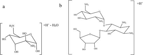 Figure 3. Chemical structures of abundant neosamine B (a) and ribostamycin (b) ions.