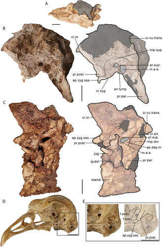 Figure 3. Lateral view of the left side of the cranium of Genyornis newtoni: A. SAMA P59516 with shaded indication of focus region; B. SAMA P59516 image and annotated outline, digitally removed from the image of the entire skull; C. NMV P256893 image (includes part of the mandible and quadrate ventrally) and annotated outline; D. Left rostrolateral view of Anhima cornuta specimen NMV B12574, box denotes region of focus in E., Quadrate disarticulated; E. Rostrolateral view of the left lateral cranium of Anhima cornuta specimen NMV B12574. Annotations: an.tymp., annulus tympanicus; ap.dep.m., an aponeurotic site of origin of m. depressor mandibulae; ap.zyg.oss., aponeurosis zygomatica ossificans; cr.zyg., crista zygomatica; cr.nu.trans., crista nuchalis transversa; cr.or., crista supraorbitalis; cr.art., crista aponeurosis articularis; f.pseu., fossa pseudotemporalis; imp.dm., impressio m. depressor mandibulae; imp.sup., impressio m. AME superficialis; jug., jugal arch; mand., mandible; m.a.e., osseous meatus acusticus externus; pr.par., processus paroccipitalis; pr.post., processus postorbitalis; pr.sup., processus suprameaticus; quad., quadrate; t.pseu., tubercle for m. pseudotemporalis (specifically aponeurosis pseudotemporalis superficialis). Scale bars: A. 50 mm, B., C. 20 mm, D., E. 10 mm. Dark grey shading indicates regions where damage precludes confident morphological assessment, and light grey indicates foramina and fossae. Dotted lines provide approximate regions corresponding to labelled areas, and do not represent accurate boundaries.