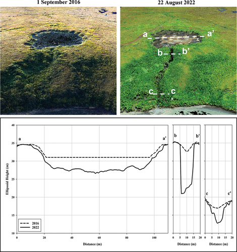 Figure 8. (top) Colorized point clouds developed using structure-from-motion techniques with imagery acquired from a plane (1 September 2016; Fairbanks Fodar Citation2019) and a drone system (22 August 2022). The thermo-erosional drainage gully is evident in the 22 August 2022, fifty-four days after the thermokarst lake drained. Note the patterned ground associated with melting ice wedges and degrading permafrost that was still present on the lake bottom. The dashed transect lines refer to the topographic plots shown below. DTM profiles showing the elevation differences associated with the lake drainage event. Transect a is a profile across the middle of the lake. It shows thermokarst lake expansion between 2016 versus 2022 as well as the drainage of the lake. Transect b is a profile across the upper portion of the gully that was formed during the drainage event. The maximum downcutting is estimated at 13 to 14 m. Transect c is a profile across the lower portion of the gully, ~100 m downslope of where the lake failure occurred. Note that the x-axis and y-axis are the same scale for each of the transects.