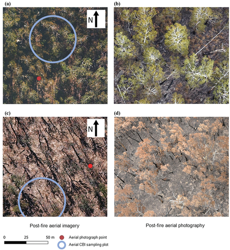 Figure 2. Example of quality control assessment of two aerial Modified CBI estimates. (a – b) shows a location where visual assessment of fire severity aligns between (a) the 10 cm UAV imagery, (b) adjacent close-range aerial geolocated photograph, and the respective recorded MCBI score (MCBI = 1.33), with all sources indicating lower severity understorey fire. (c – d) shows a location where the assessments do not align between (c) the UAV imagery which indicates green and partially intact canopy, (d) aerial photography which indicates a scorched canopy, and the respective MCBI score (MCBI = 2.50). in the latter case, fine-scale heterogeneity in fire severity caused assessment differences.