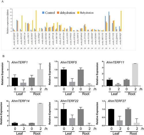 Figure 6. Expression profiles of AhmTERF genes under dehydration stress in allotetraploid peanut. (A) Expression patterns of AhmTERF genes in the transcriptome of leaf at the four-leaf stage under dehydration for 2 h and rehydration for 24 h. The numbers below the x-axis represented the name of AhmTERF. (B) Expression patterns of 6 genes in leaf and root under dehydration stress for 2 h. Quantitative real-time RT-PCR was performed using gene-specific primers. Data are the mean values ± SD of three independent experiments.