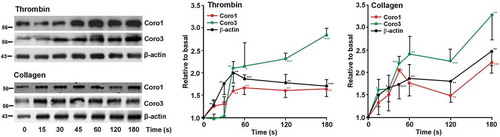 Figure 6. Dynamics of Coro1 along with F-actin in the Triton X-100 insoluble pellet of platelets stimulated with thrombin or collagen. Washed human platelets were stimulated with thrombin (0.1 U/ml) or collagen (50 µg/ml) at the indicated time points and lysed immediately in 1% Triton X-100 lysis buffer. Triton insoluble pellets were prepared by low-speed centrifugation (15,600 × g for 15 at 4°C), run on SDS-PAGE and subjected to Western blot analysis with anti-Coro1, Coro3 and β-actin antibodies. Densitometry values are expressed as means ± SEM of 3–7 experiments *P < .05, **P< .01, ***P < .001 relative to basal, student’s t-test.