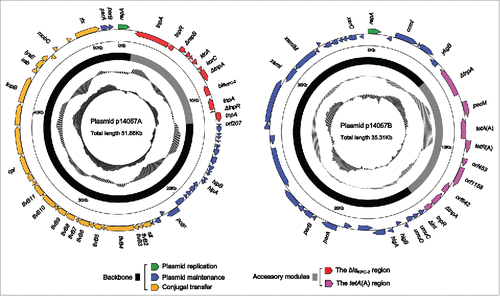 Figure 1. Schematic map of p14057A and p14057B. Genes are denoted by arrows, and the backbone and accessory module regions are highlighted in black and color, respectively. The innermost circle presents GC-skew [(G-C)/(G+C)], with a window size of 500 bp and a step size of 20 bp. The next-to-innermost circle presents GC content. Shown also are backbone and accessory modules.