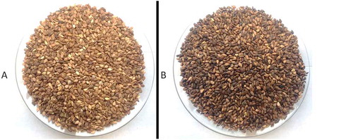 Figure 1. Sesame seeds from Kurdistan Region–Iraq; A: unroasted brown sesame seeds, B: roasted brown sesame seeds at 200°C for 30 min on a hot plate.