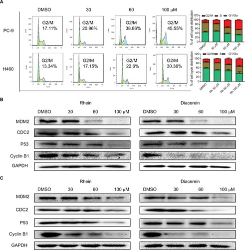 Figure 4 Rhein induces G2/M cell cycle arrest in human NSCLC cell lines.Notes: (A) Induction of cell cycle arrest in PC-9 and H460 cells analyzed by flow cytometry after treatment with a concentration gradient of Rhein for 24 hours. Representative histograms from flow cytometry analysis in the two human NSCLC cells treated with various concentrations of Rhein. Assays were performed in triplicate. (B) Western blot analysis of cycle-related proteins MDM2, CDC2, Cyclin B1 and P53 in PC-9. (C) Western blot analysis of cycle-related proteins MDM2, CDC2, Cyclin B1 and P53 in H460 cells.Abbreviation: NSCLC, non-small-cell lung cancer.