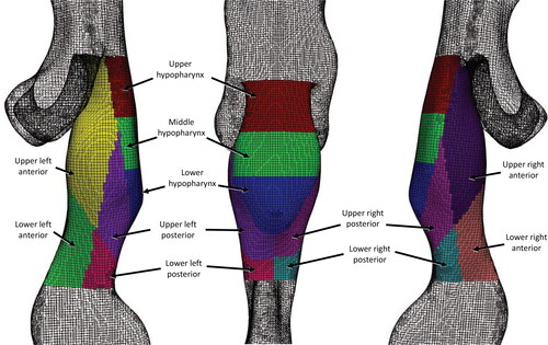 Figure 2. Location of the 11 regions of interest in the hypopharyngeal and supraglottic wall.